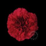Don Pedro carnation