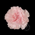 Doncell carnation