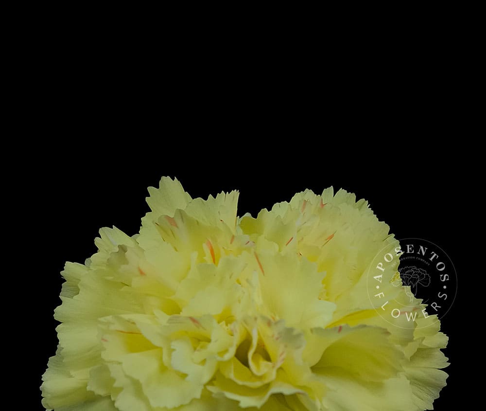 Hermes carnation