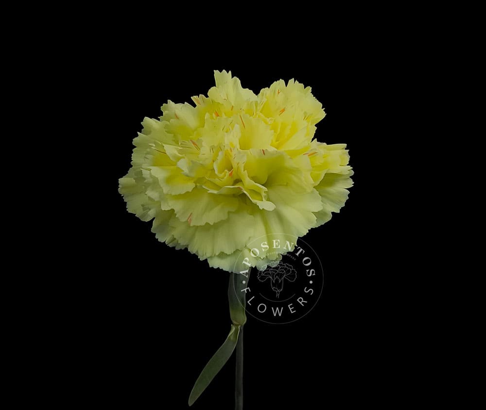 Hermes carnation