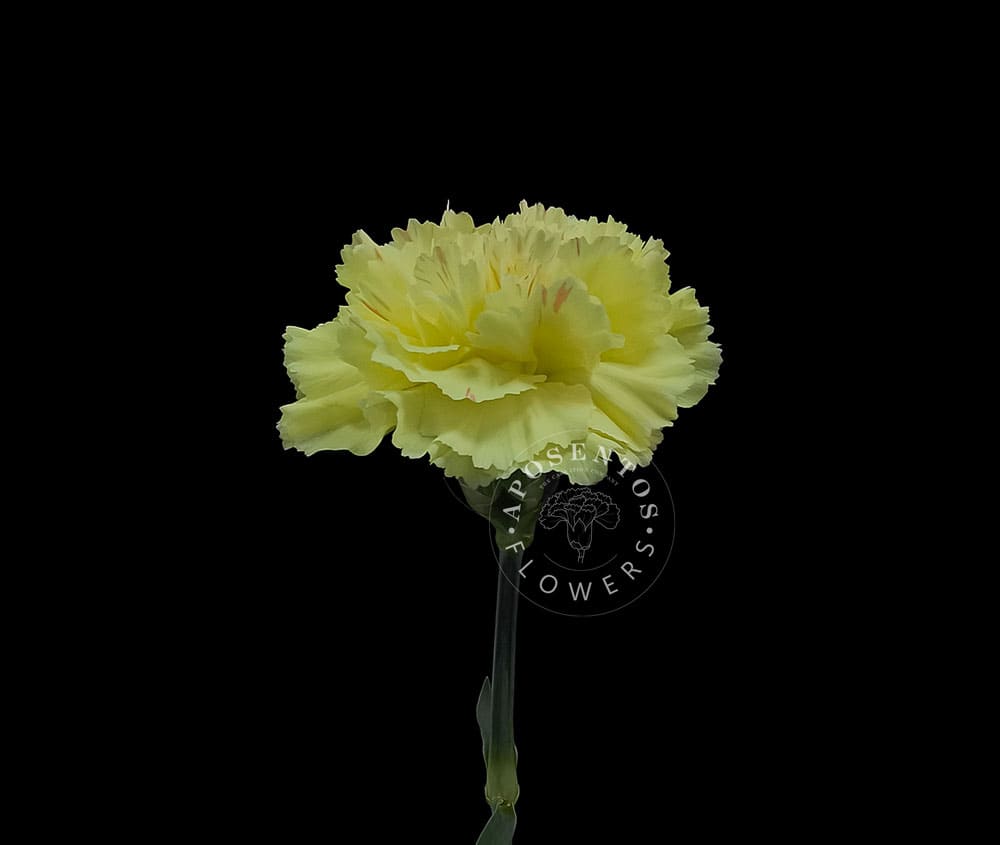 Hermes carnation