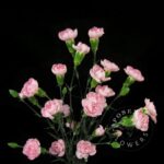 Athena Spray Carnation
