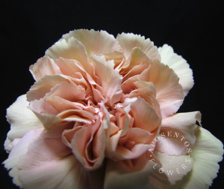 creola-the-carnation-c-aposentos-flowers