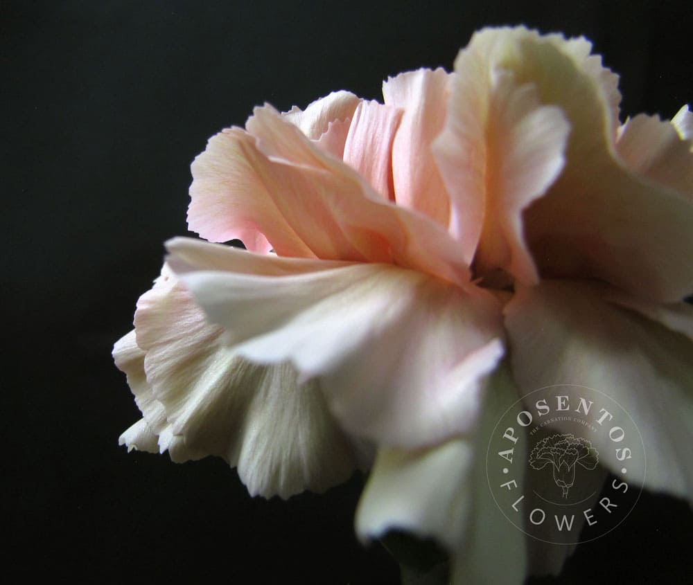 Creola carnation