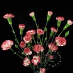 Hello spray carnation