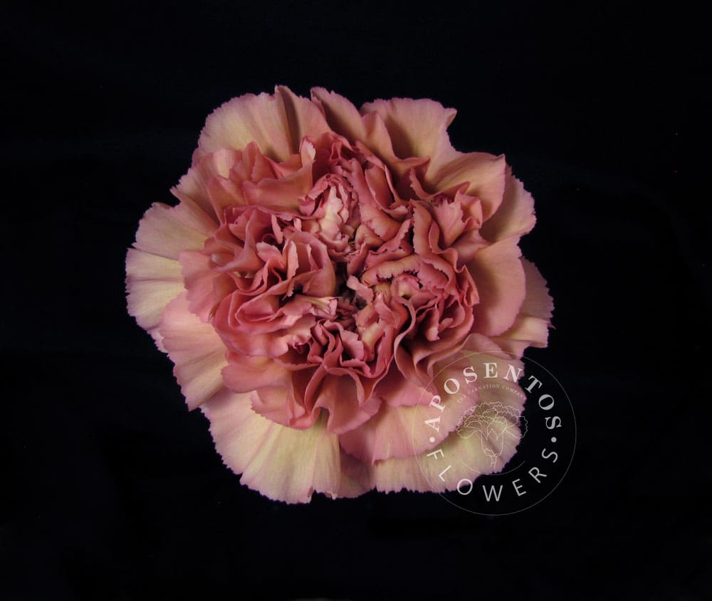 Lege-Pink Carnation