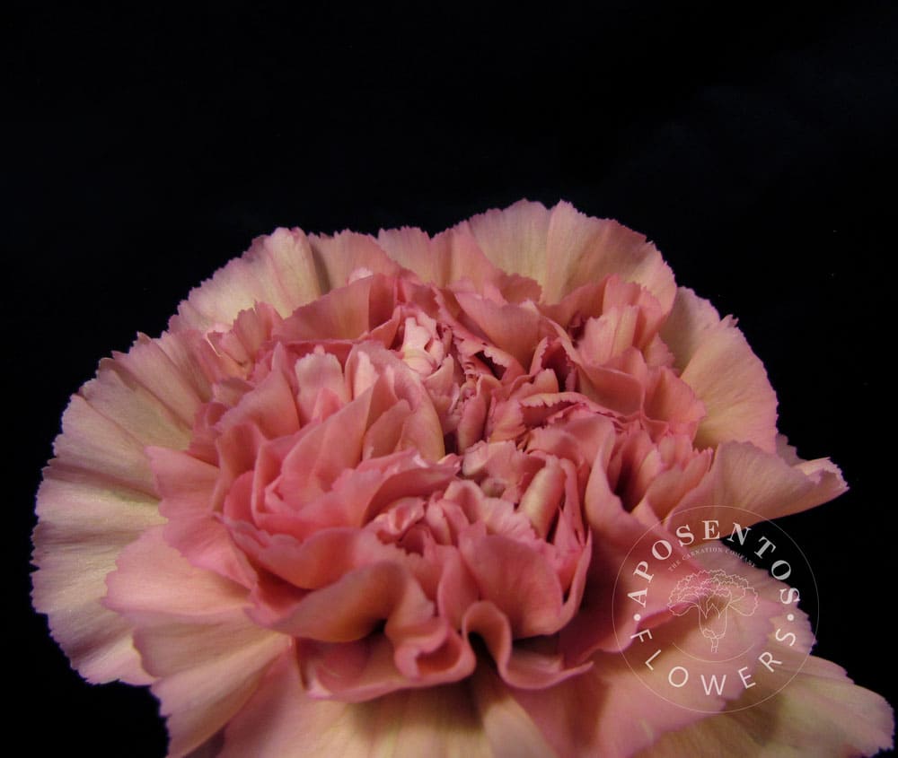 Lege-Pink Carnation