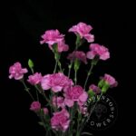 Malibu spray carnation