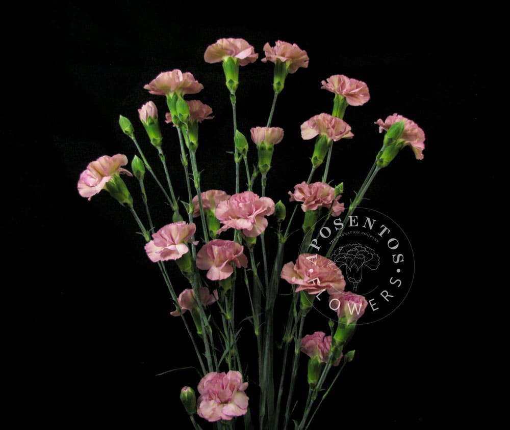 Mocha-Sweet spray carnation