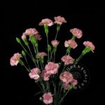 Mocha-Sweet spray carnation