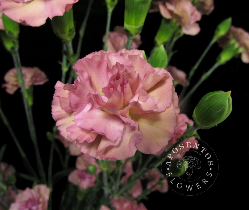 Mocha-Sweet spray carnation