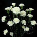 Paloma spray carnation