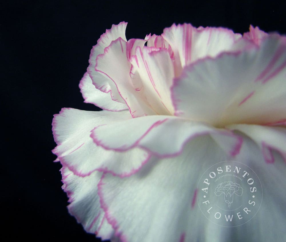 Pastel-damascus Carnation
