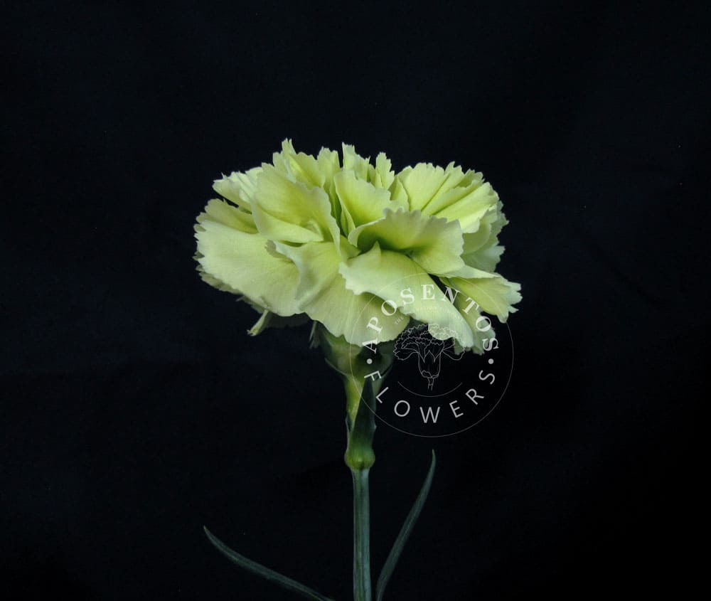 Prado-Mint Carnation