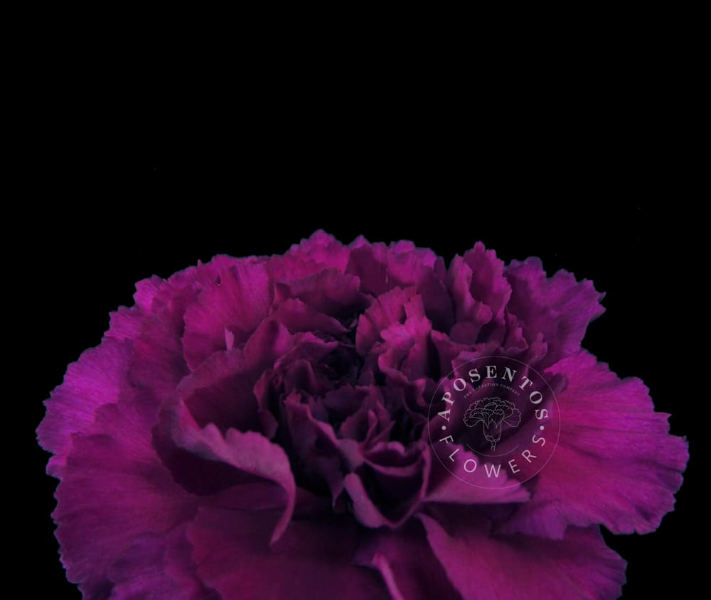 Purple-Damascus Carnation