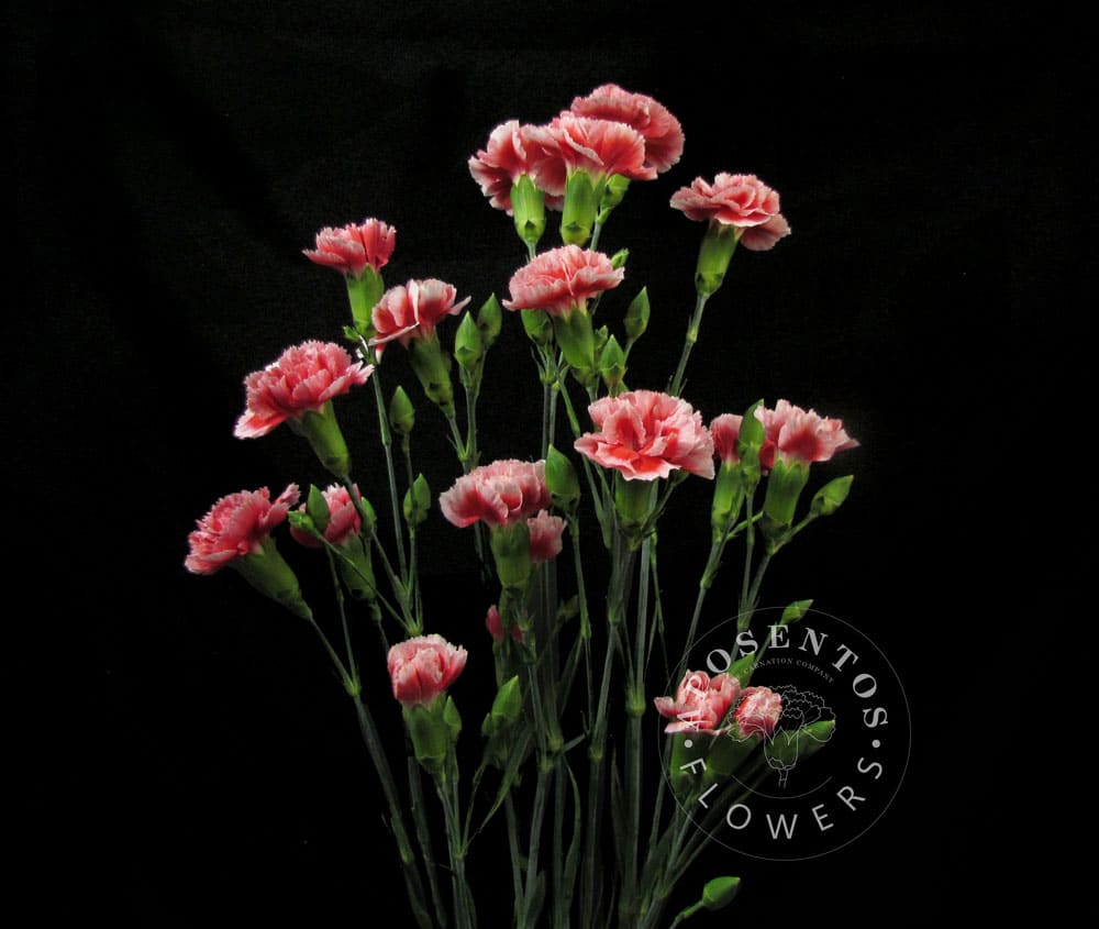 Scarlette-Plus Spray Carnation