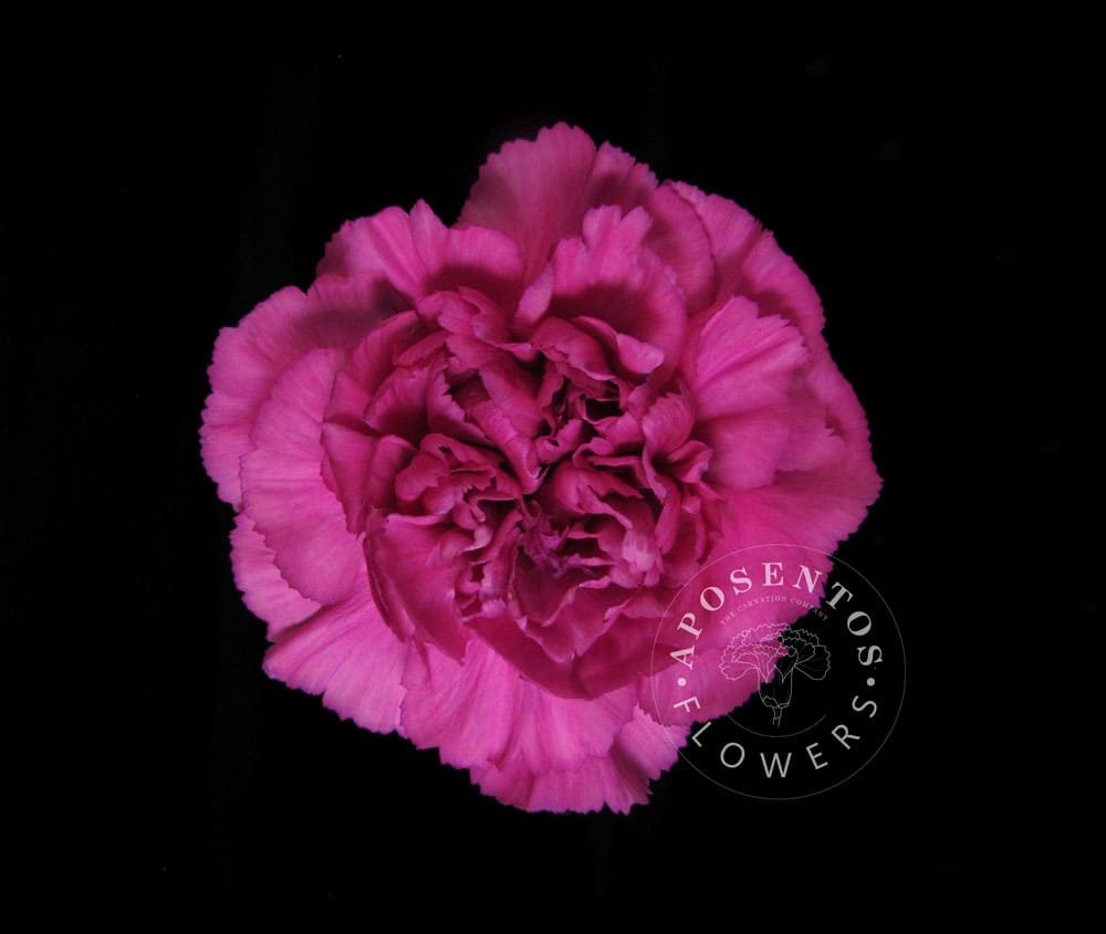 Tiepolo-fucsia Carnation