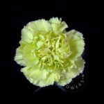 Voragine Carnation