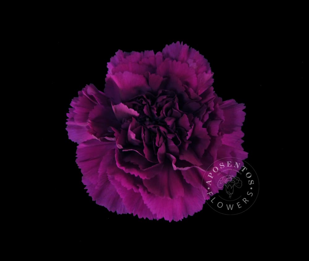 Yukari-Violet Carnation