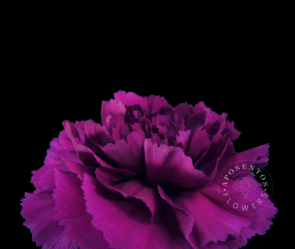 Yukari-Violet Carnation