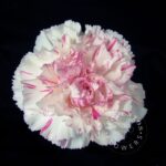 Yukari-cherry Carnation