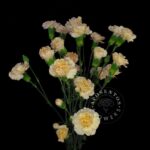 cream-intermezzo spray carnation