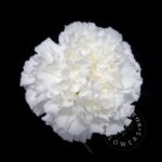 moonlight Carnation