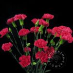 pigeon spray carnation