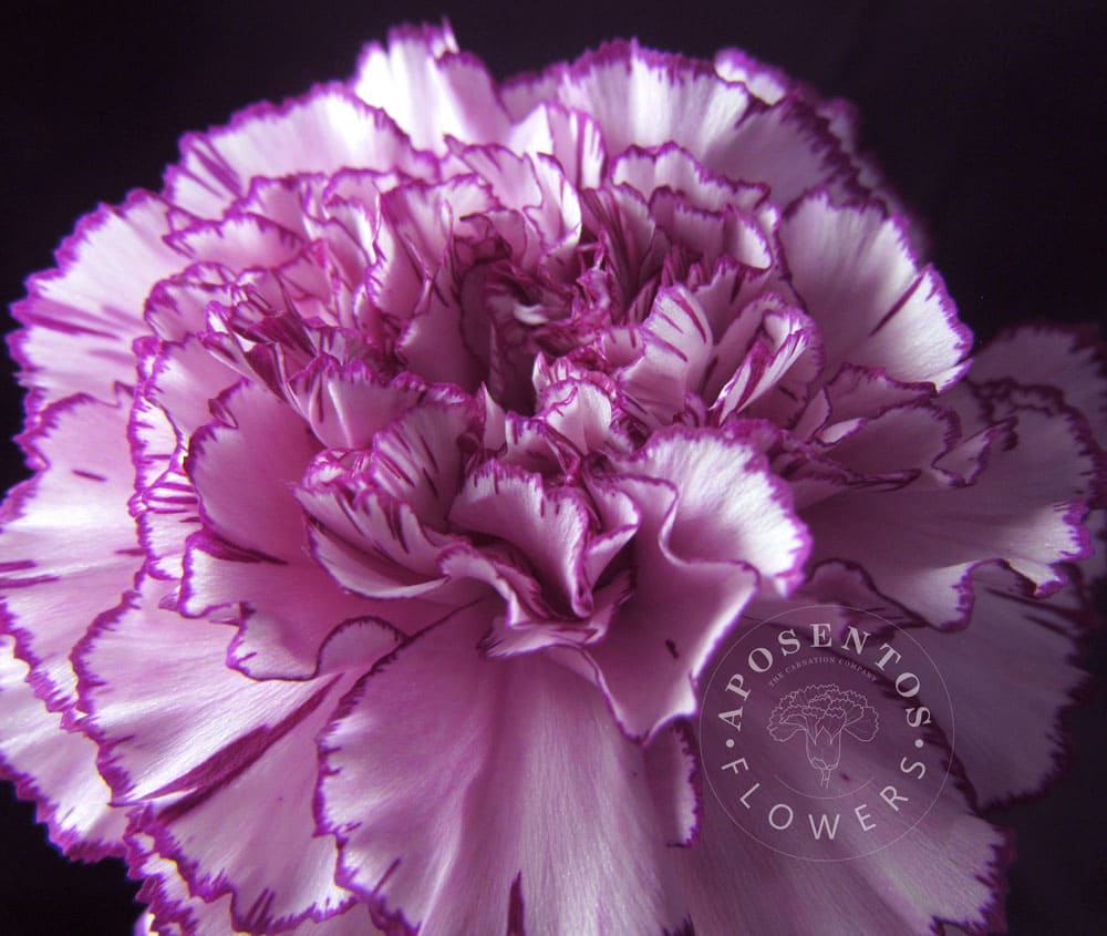 royal-damascus Carnation
