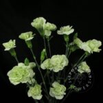 tuparro Spray Carnation