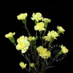 Xhante Spray Carnation
