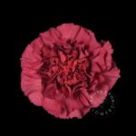 Lucy carnation