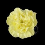 Emma Carnation