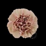 Honey Carnation