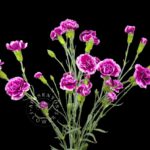 Juliana Mini Carnation