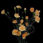 Nectarin spray carnation