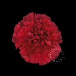 Red Magic Carnation