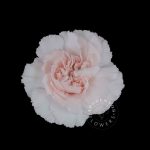 Bridal-Damascus-carnation