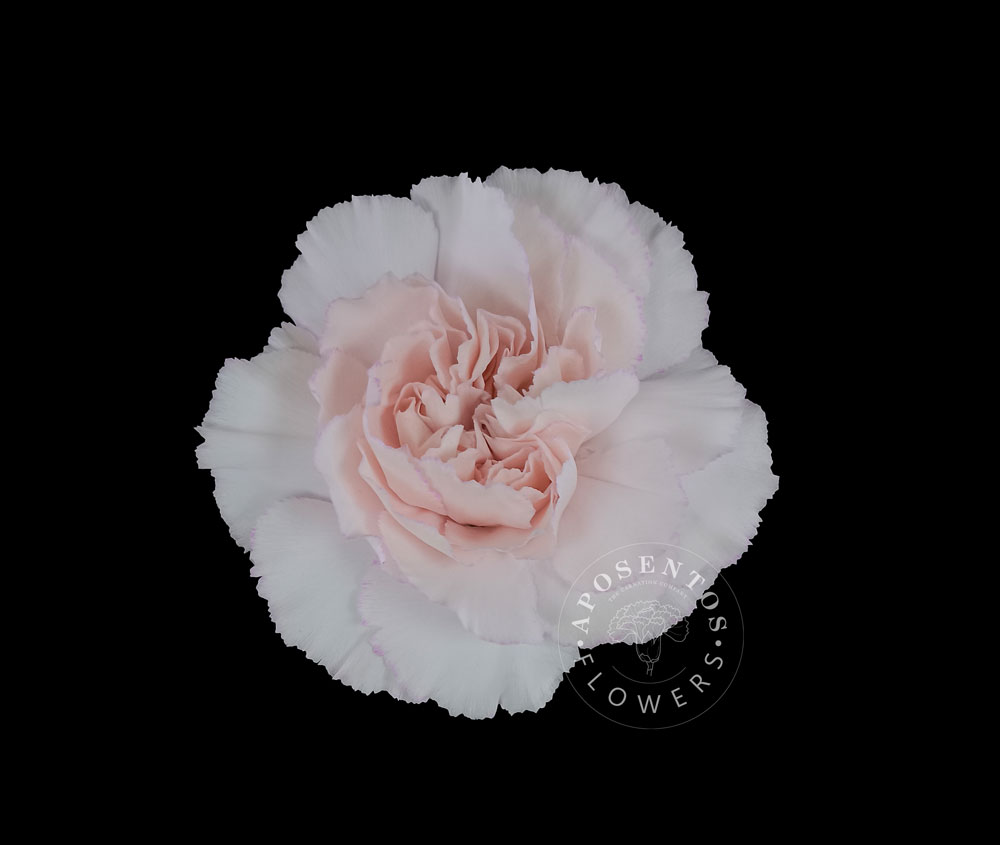 Bridal-Damascus-carnation